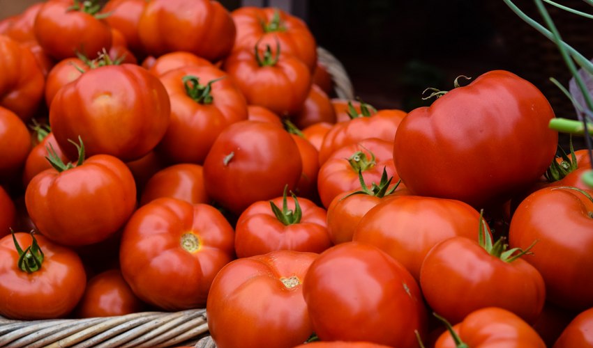 pomodoro-contraffazione