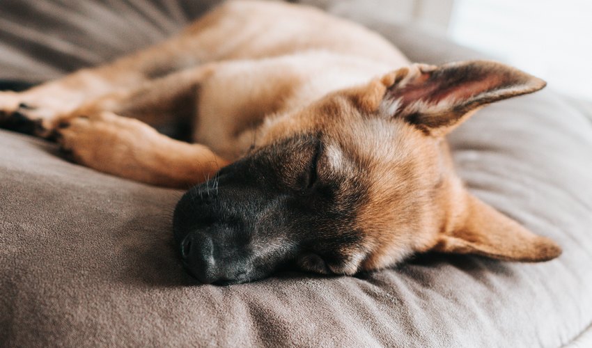 puppylove-cucce-consegne
