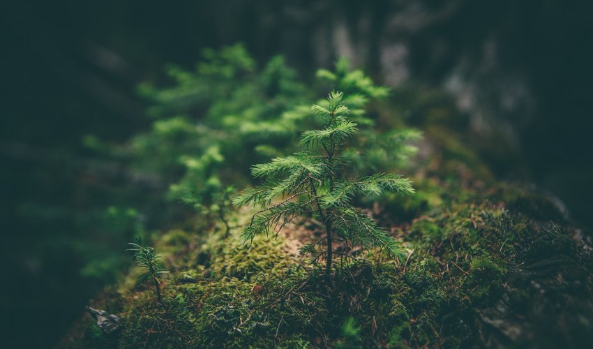 verde-green