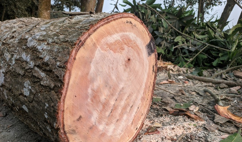 albero-tronco